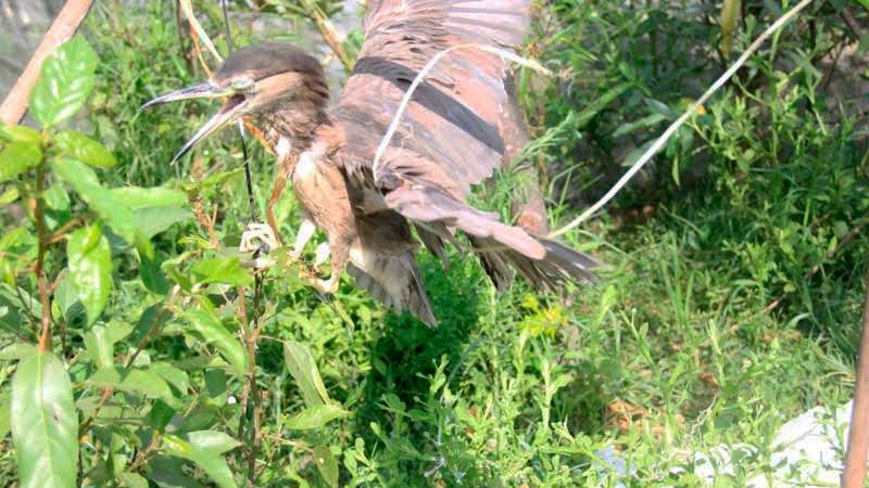 Đàn[-]chim[-]bị[-]khâu[-]mắt[-]để[-]nhử[-]đồng[-]loại[-]ở[-]Hà[-]Tĩnh